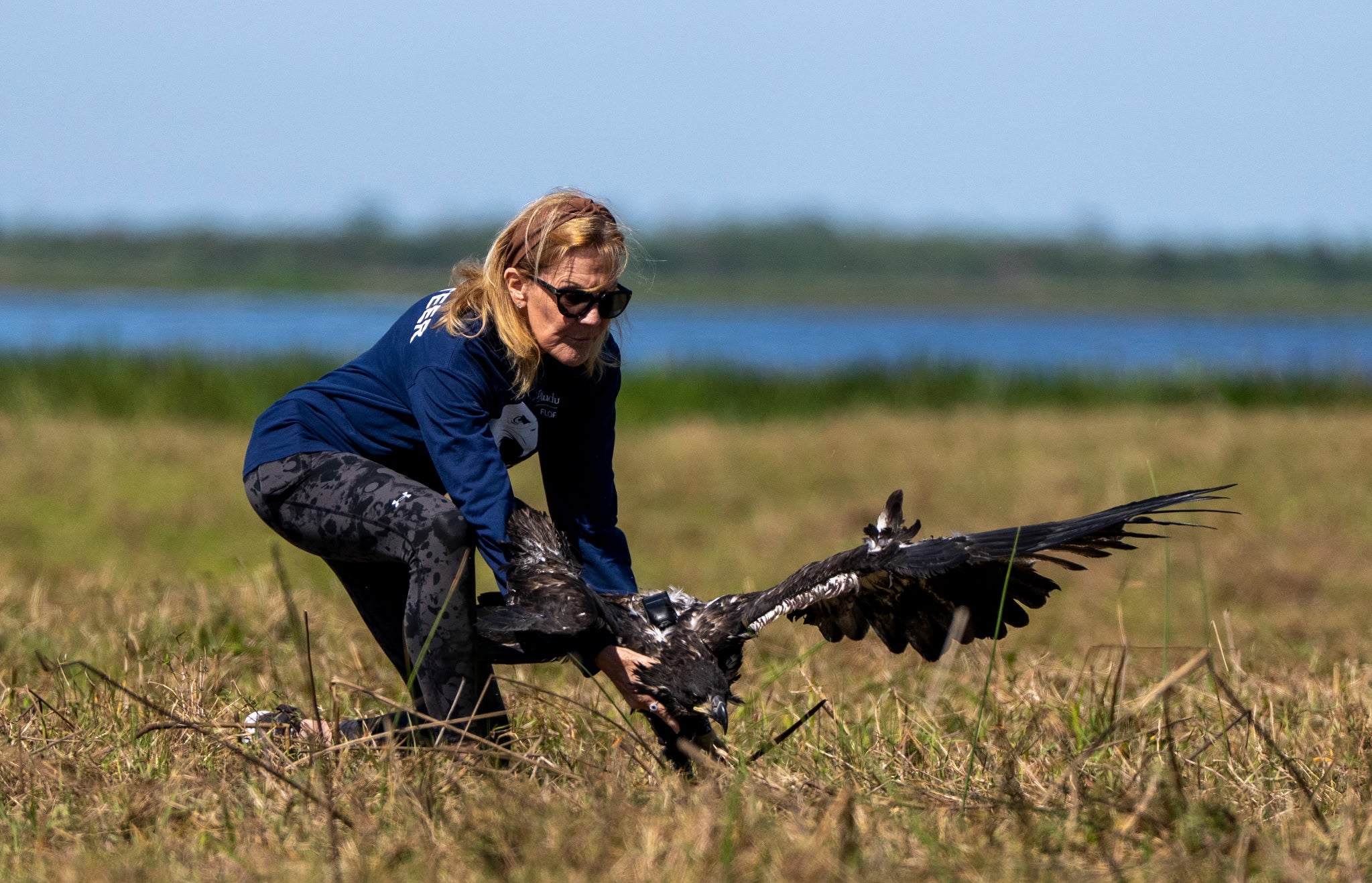 A woman releases a Bald Eagle low to the ground in a field.